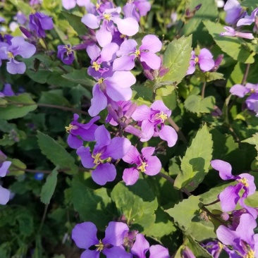二月兰种子多年生易活宿根诸葛菜花种籽四季耐阴耐寒园林绿化