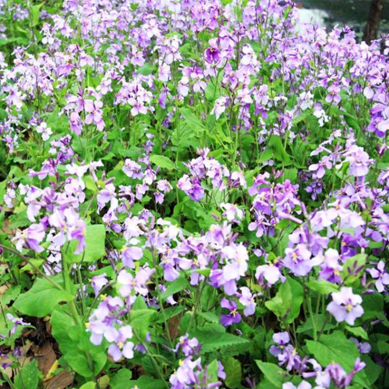 二月兰种子多年生易活宿根诸葛菜花种籽四季耐阴耐寒园林绿化