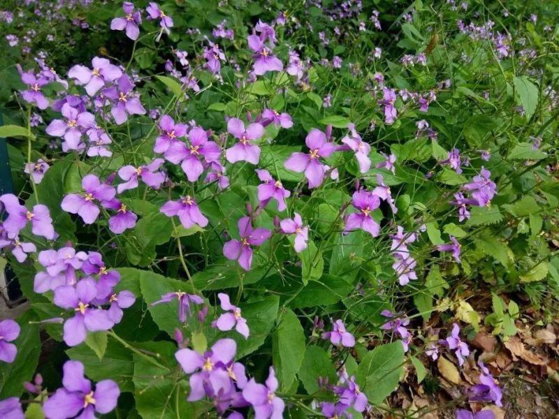 二月兰种子多年生易活宿根诸葛菜花种籽四季耐阴耐寒园林绿化