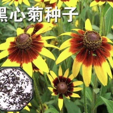 黑心菊种子黑心金光菊种子花海道路美化小区庭院阳台种植