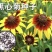 黑心菊种子黑心金光菊种子花海道路美化小区庭院阳台种植