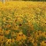 黑心菊种子黑心金光菊种子花海道路美化小区庭院阳台种植