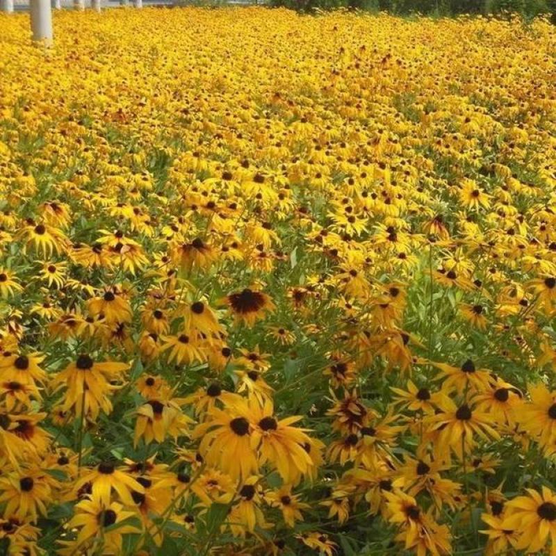 黑心菊种子黑心金光菊种子花海道路美化小区庭院阳台种植
