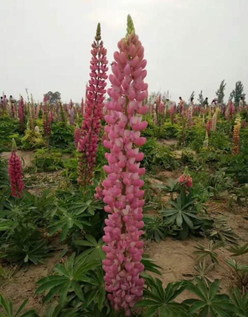 鲁冰花种子四季种易活花籽四季开花羽扁豆种子多年生宿根庭院