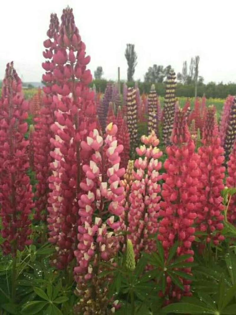 鲁冰花种子四季种易活花籽四季开花羽扁豆种子多年生宿根庭院