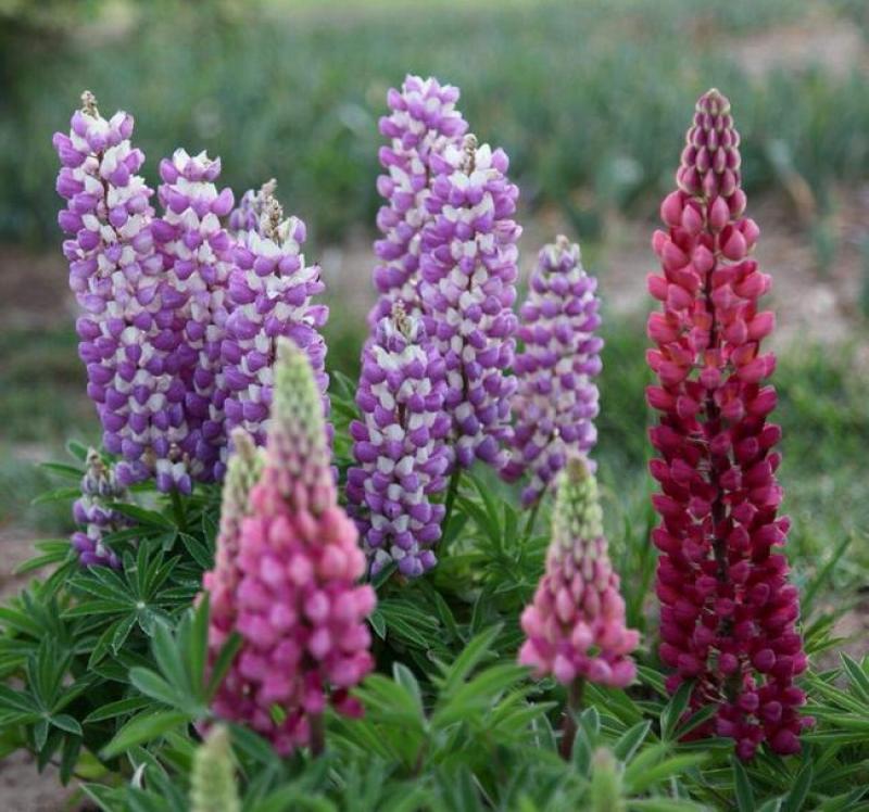 鲁冰花种子四季种易活花籽四季开花羽扁豆种子多年生宿根庭院