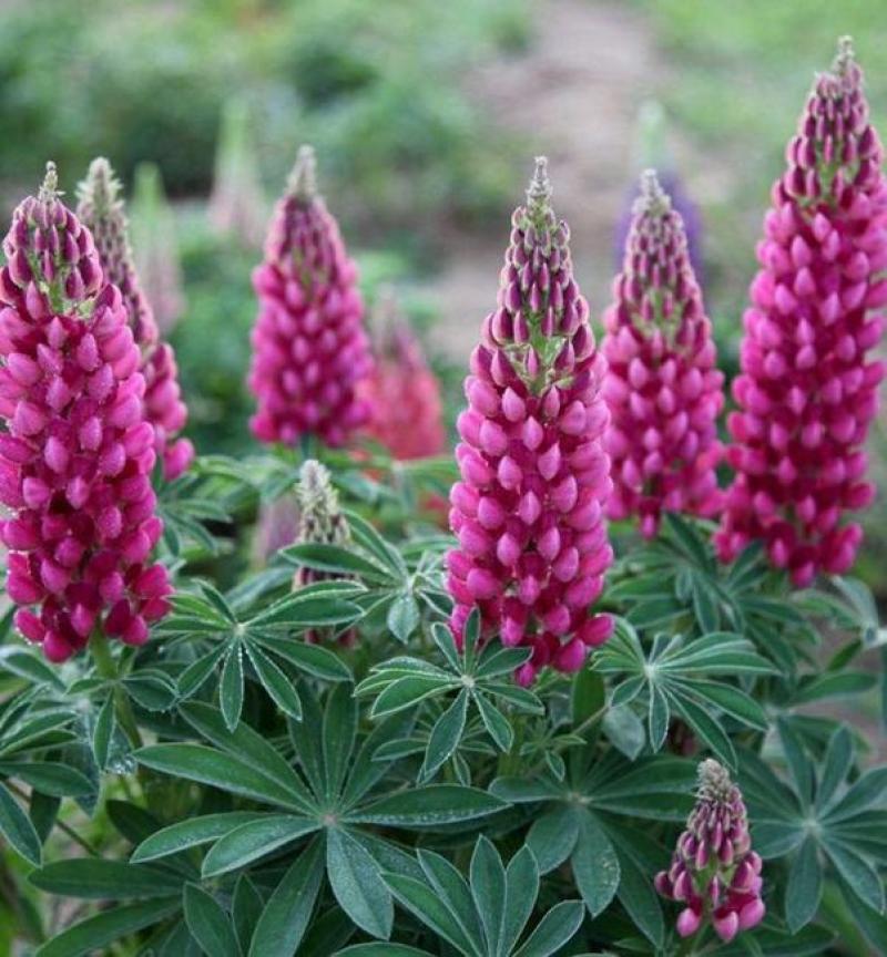 鲁冰花种子四季种易活花籽四季开花羽扁豆种子多年生宿根庭院