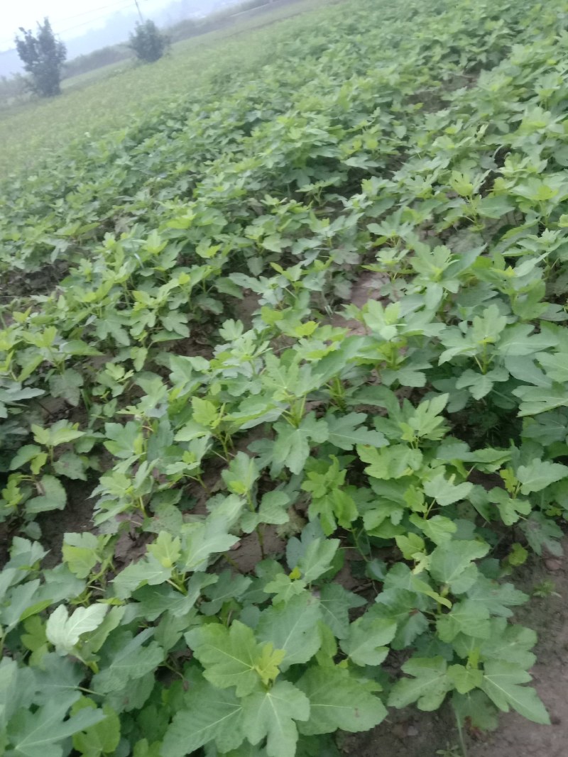 无花果:波姬红40公分以上苗