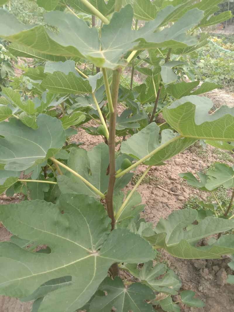 无花果:波姬红40公分以上苗