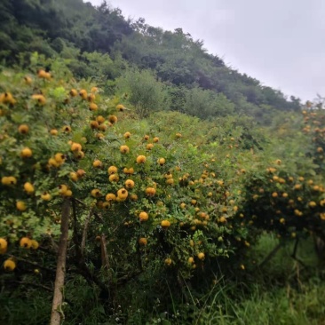 刺梨鲜果