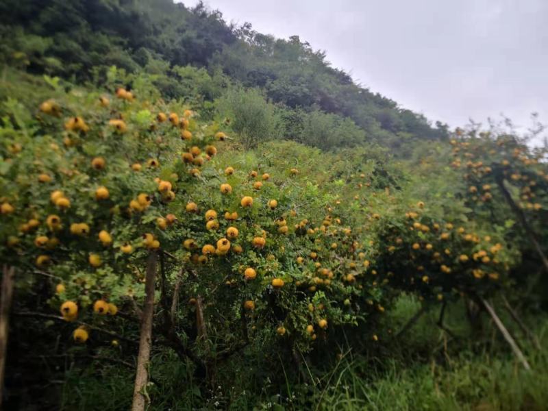 刺梨鲜果