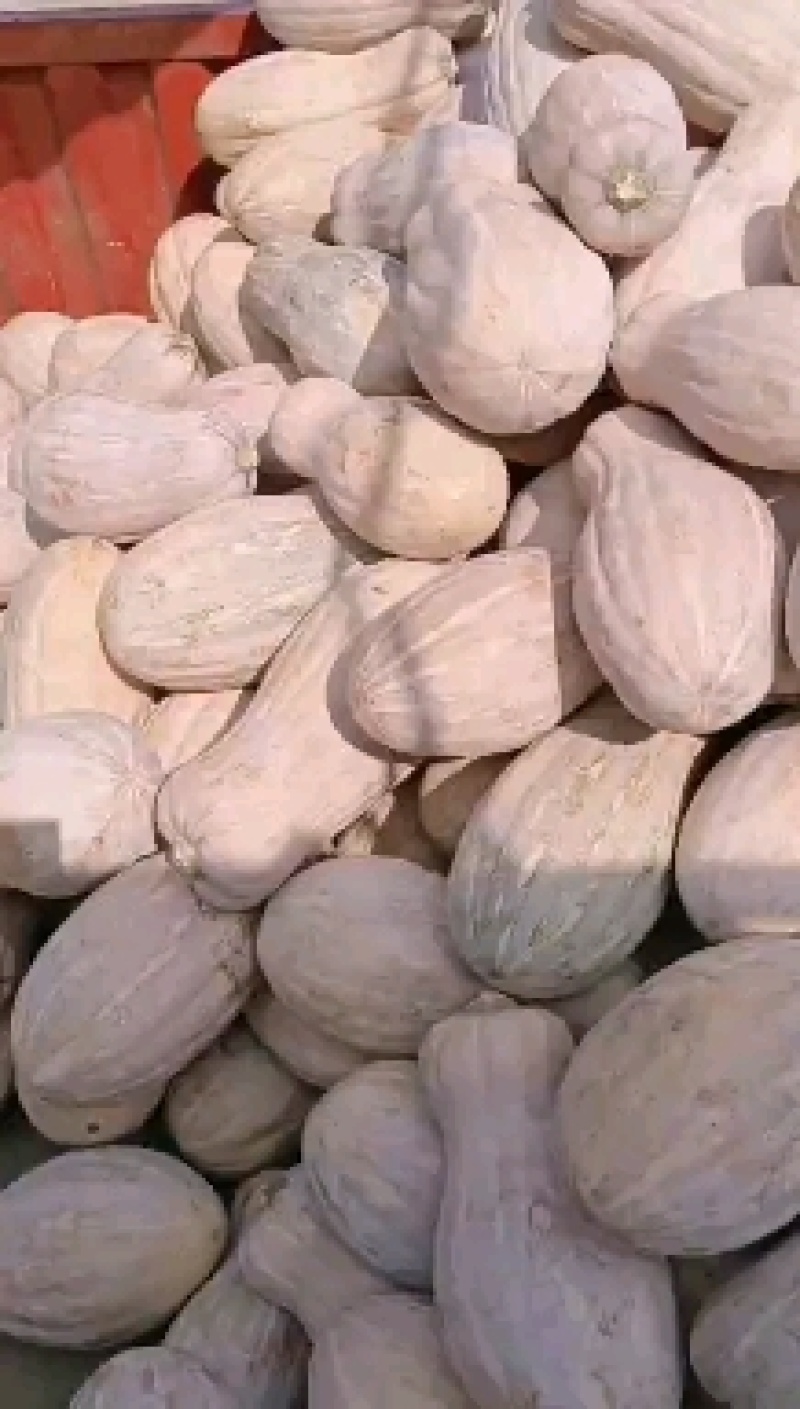 【精选】湖北蜜本南瓜产地直发直销一手货源欢迎联系洽谈