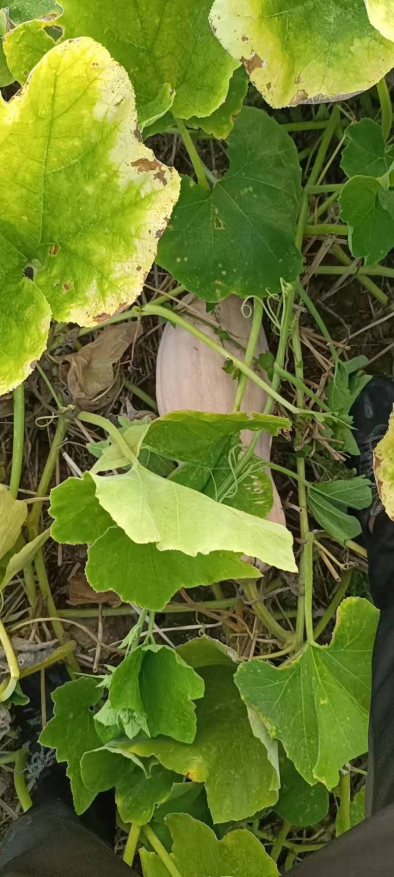 【精选】湖北蜜本南瓜产地直发直销一手货源欢迎联系洽谈