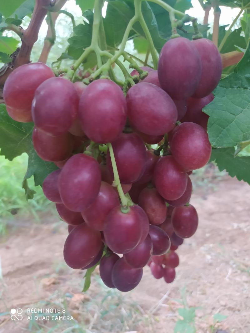 【优选】陕西大荔红提葡萄万亩基地现货供应大量上市