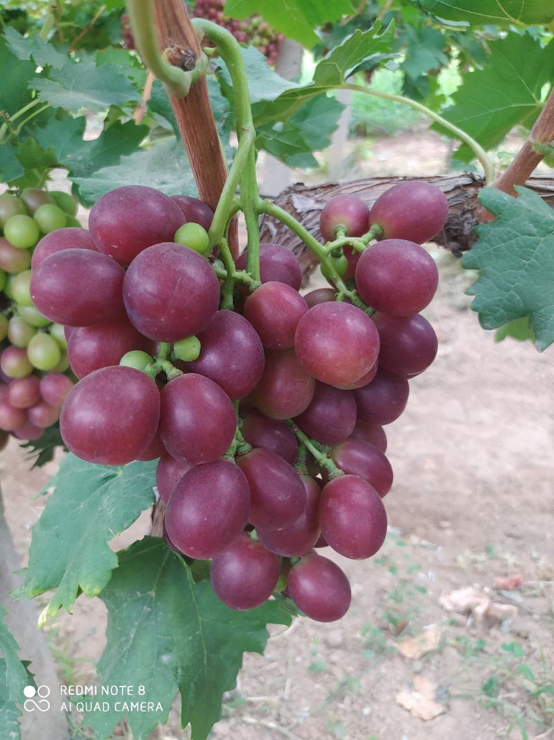 【优选】陕西大荔红提葡萄万亩基地现货供应大量上市