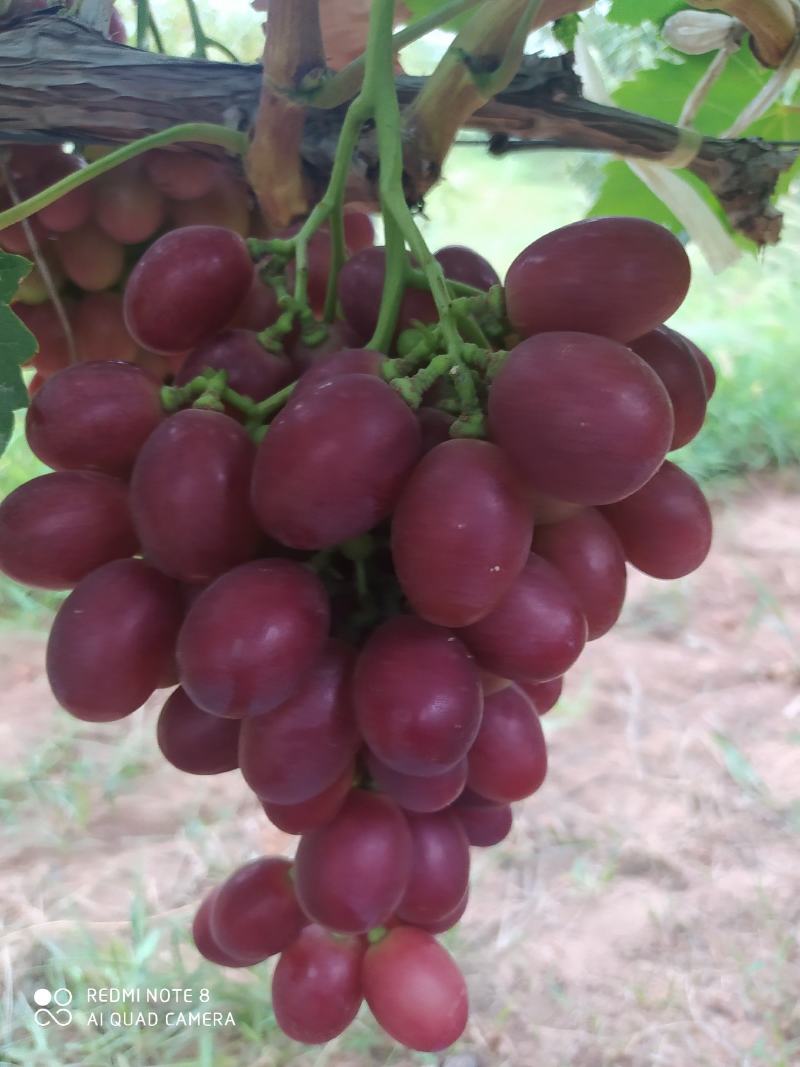 【优选】陕西大荔红提葡萄万亩基地现货供应大量上市