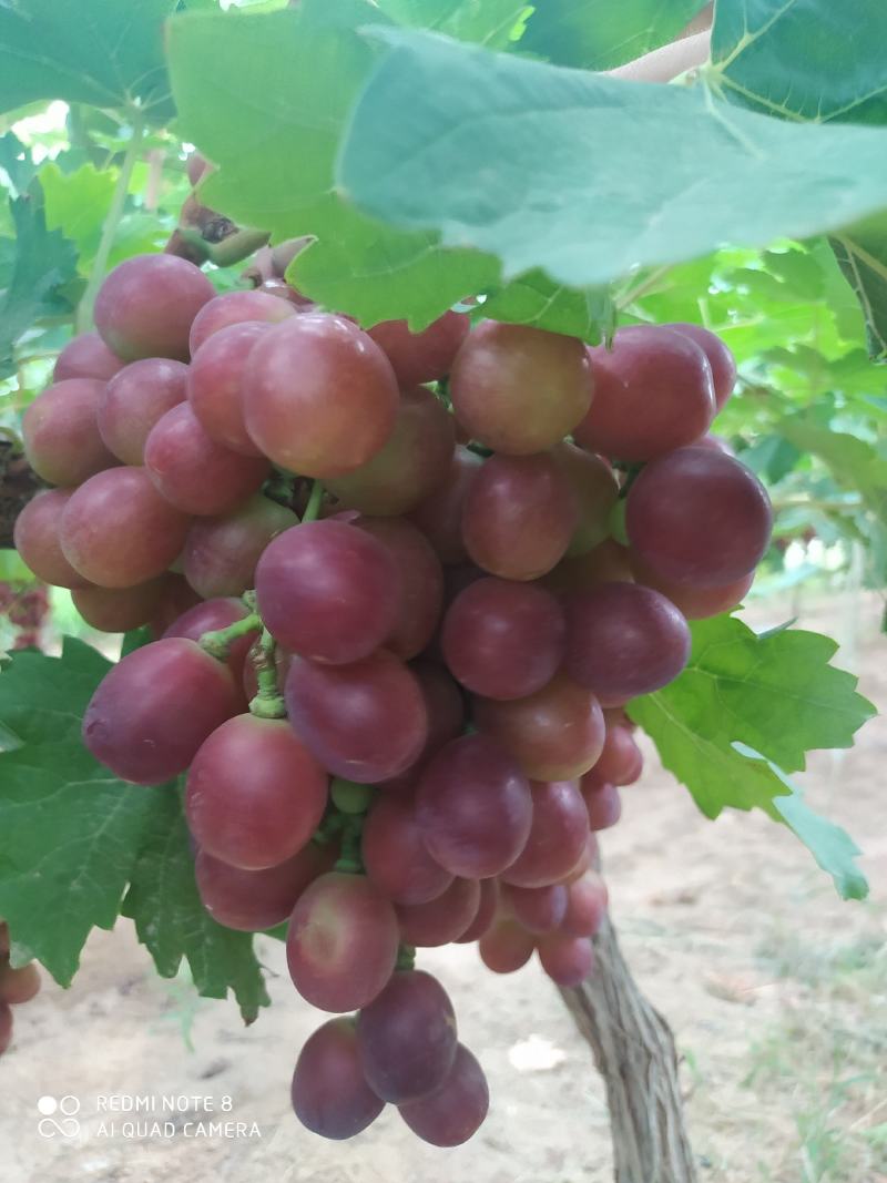 【优选】陕西大荔红提葡萄万亩基地现货供应大量上市