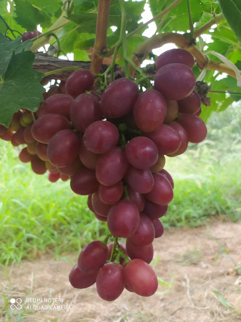 【优选】陕西大荔红提葡萄万亩基地现货供应大量上市