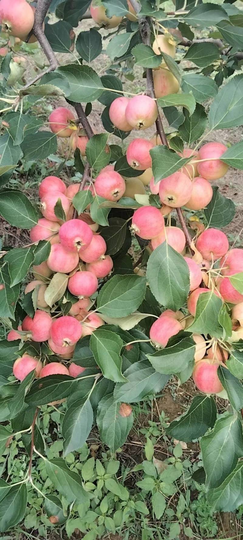 沙果小苹果现大量上市自然成熟口感清脆原产地直供代收代发