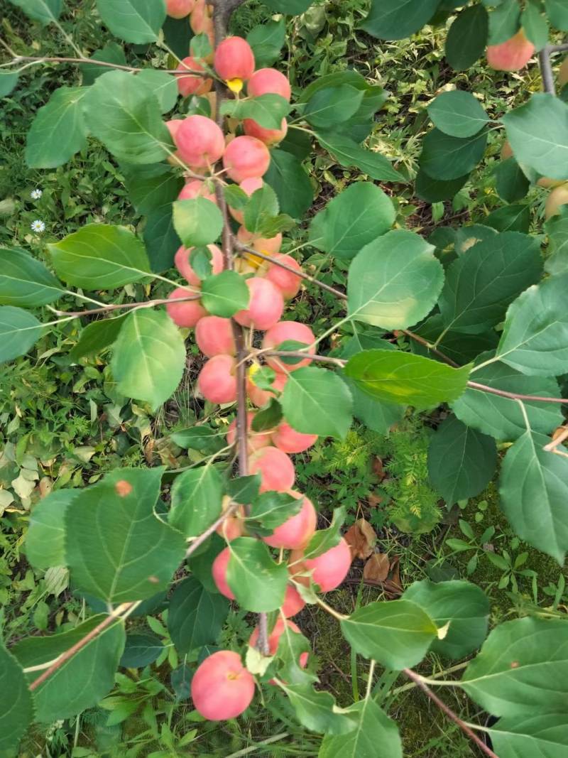 沙果小苹果现大量上市自然成熟口感清脆原产地直供代收代发
