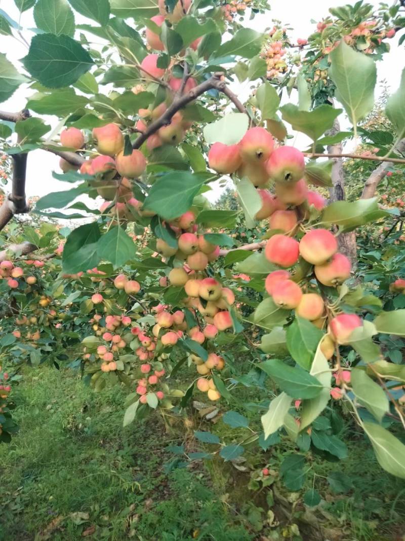 沙果小苹果现大量上市自然成熟口感清脆原产地直供代收代发