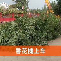 香花槐，山东聊城冠县大量出售绿化树，香花槐，