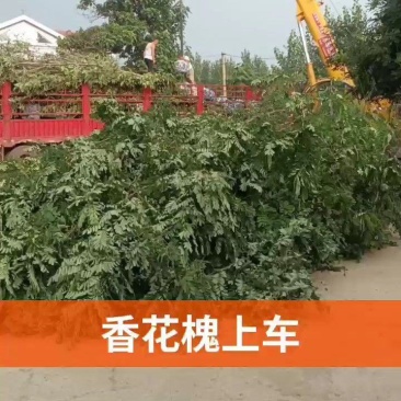 香花槐,山东聊城冠县大量出售绿化树,香花槐,