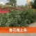 香花槐,山东聊城冠县大量出售绿化树,香花槐,