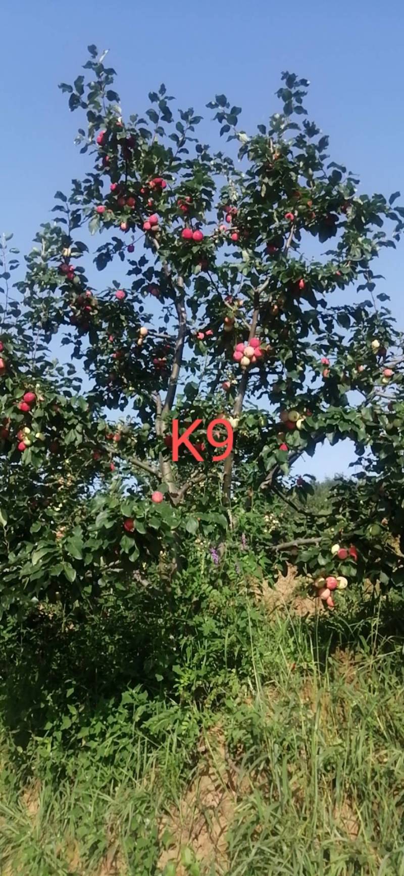 K9苹果产地直供货量大质量好自然成熟