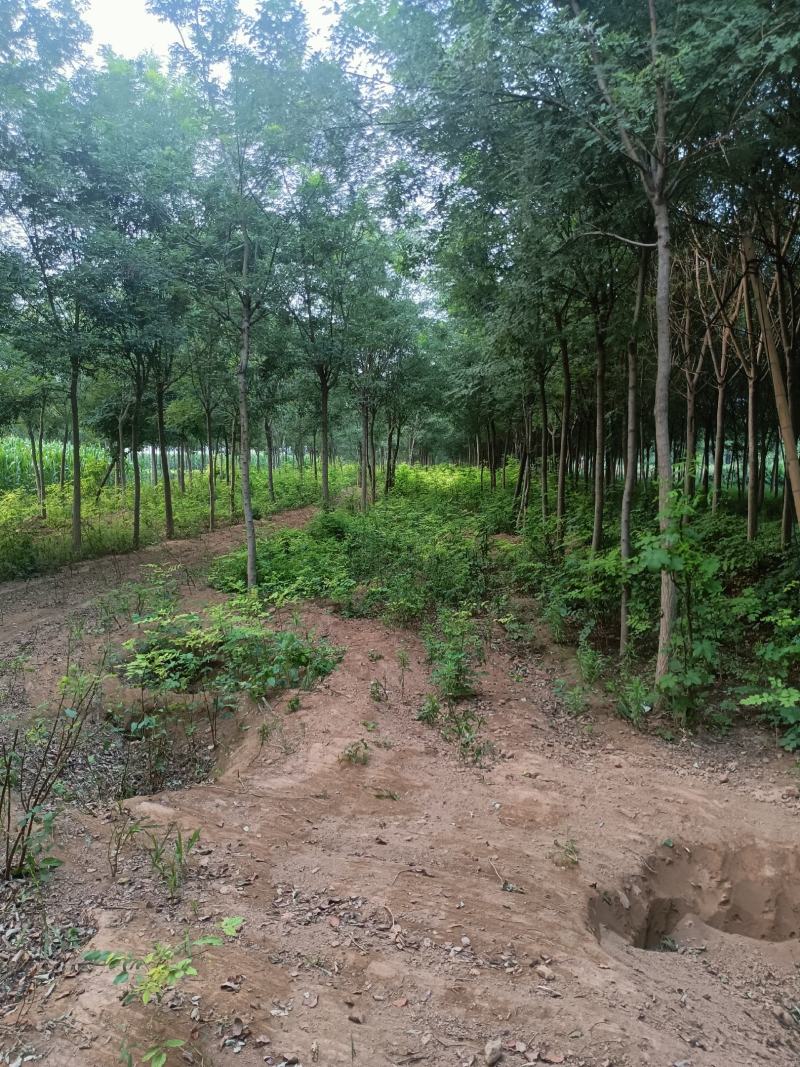 国槐山东聊城冠县占地果树，绿化树基地直发欢迎来电订购