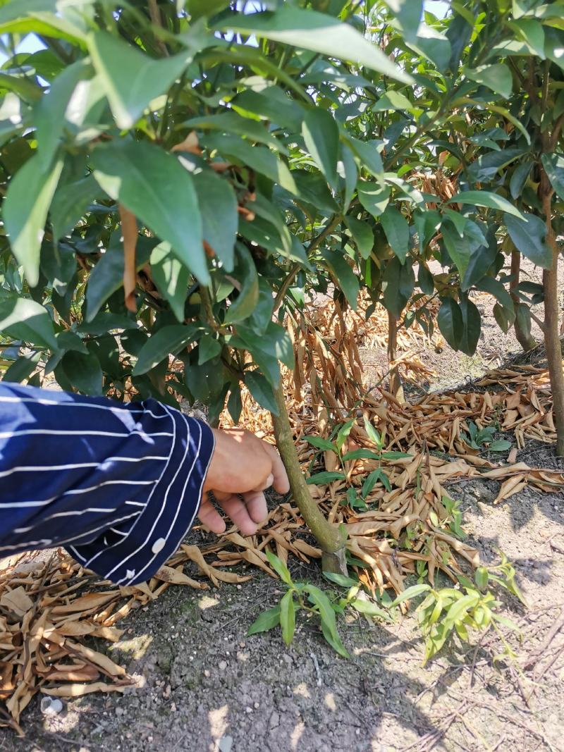 沃柑移栽大苗，种植一年结果，免费技术服务