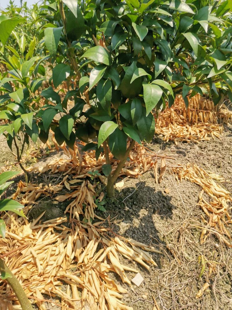 沃柑移栽大苗，种植一年结果，免费技术服务
