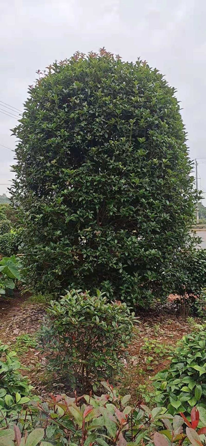 桂花地笼桂花丛生桂花批发