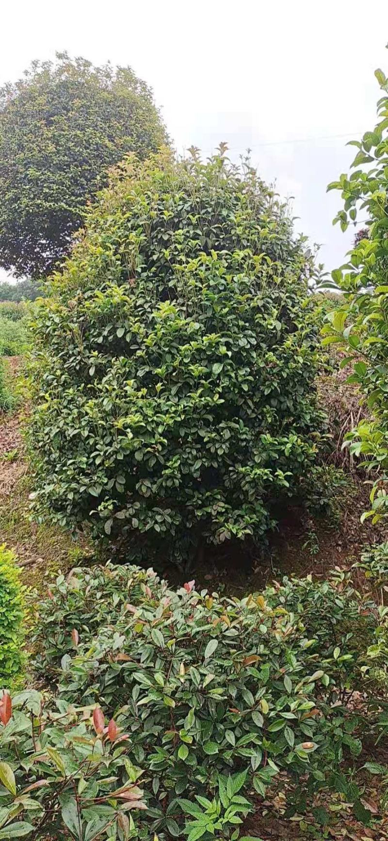 桂花地笼桂花丛生桂花批发