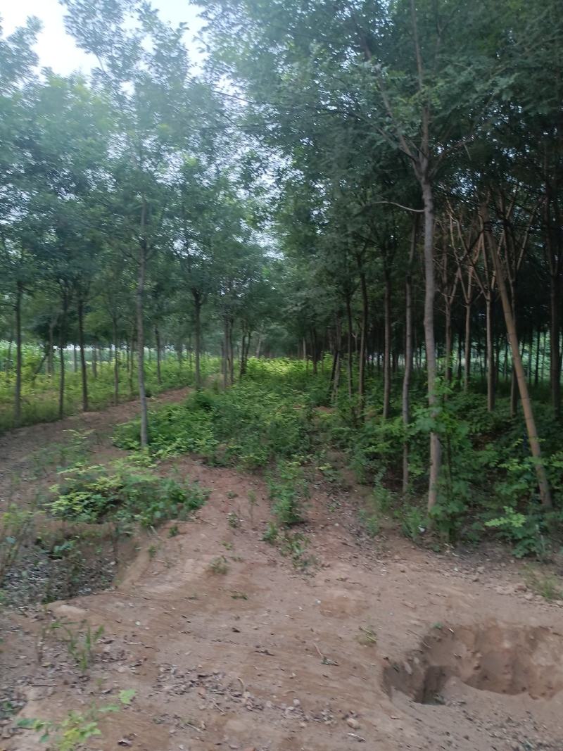 白蜡树，山东聊城冠县绿化树，占地果树，可视频看货