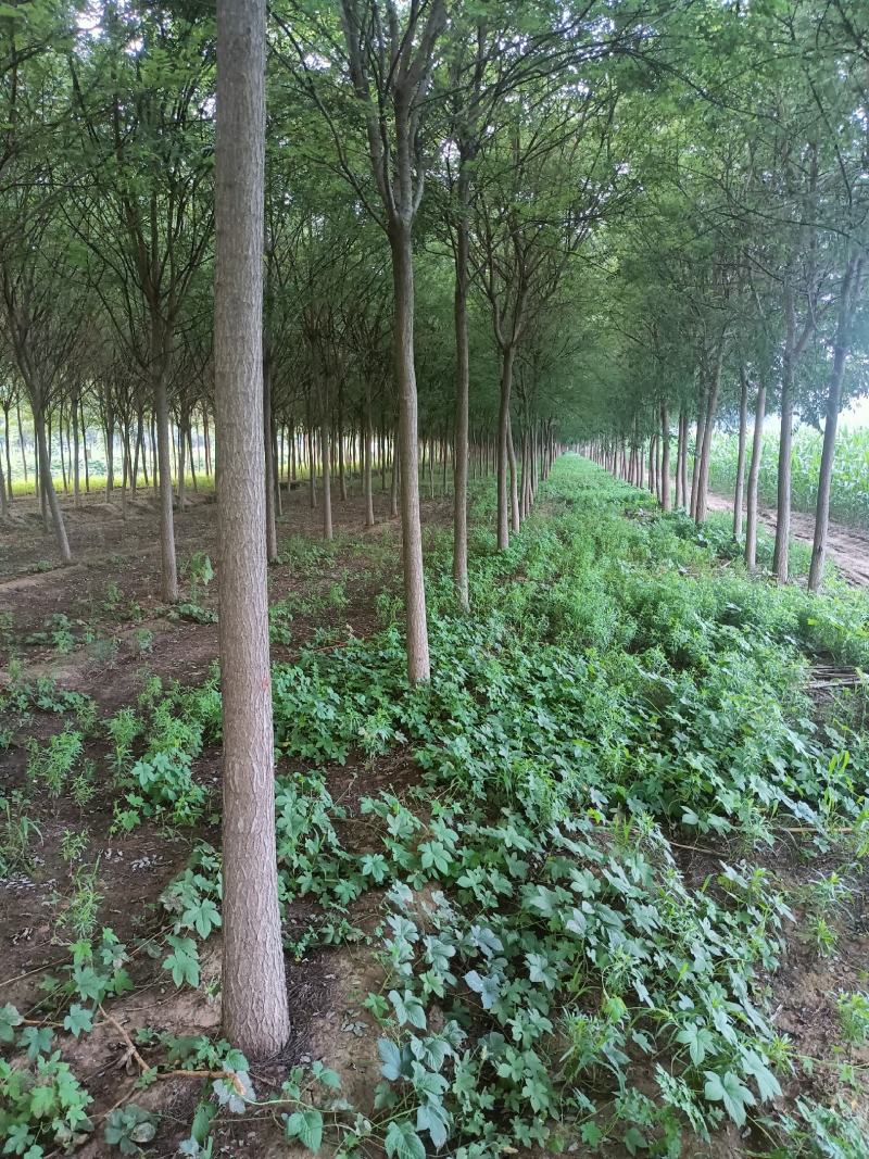 白蜡树，山东聊城冠县绿化树，占地果树，可视频看货