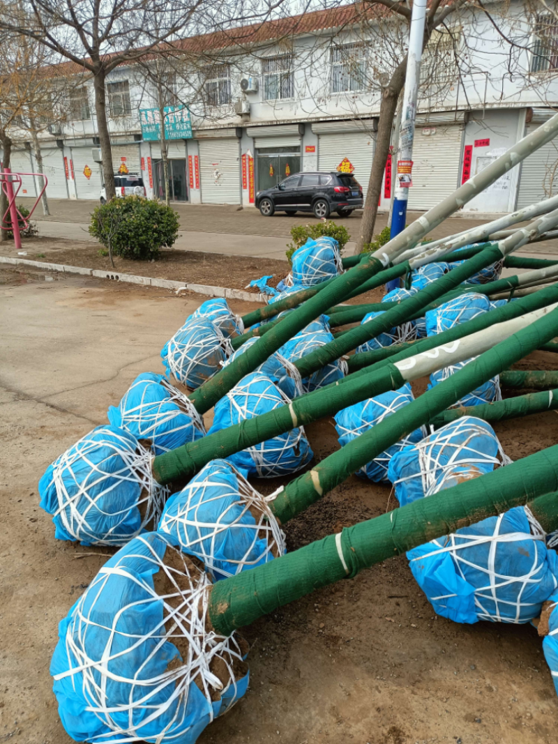 白蜡树，山东聊城冠县绿化树，占地果树，可视频看货
