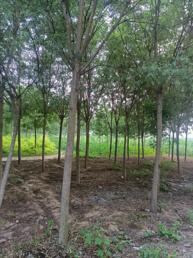 白蜡树，山东聊城冠县绿化树，占地果树，可视频看货