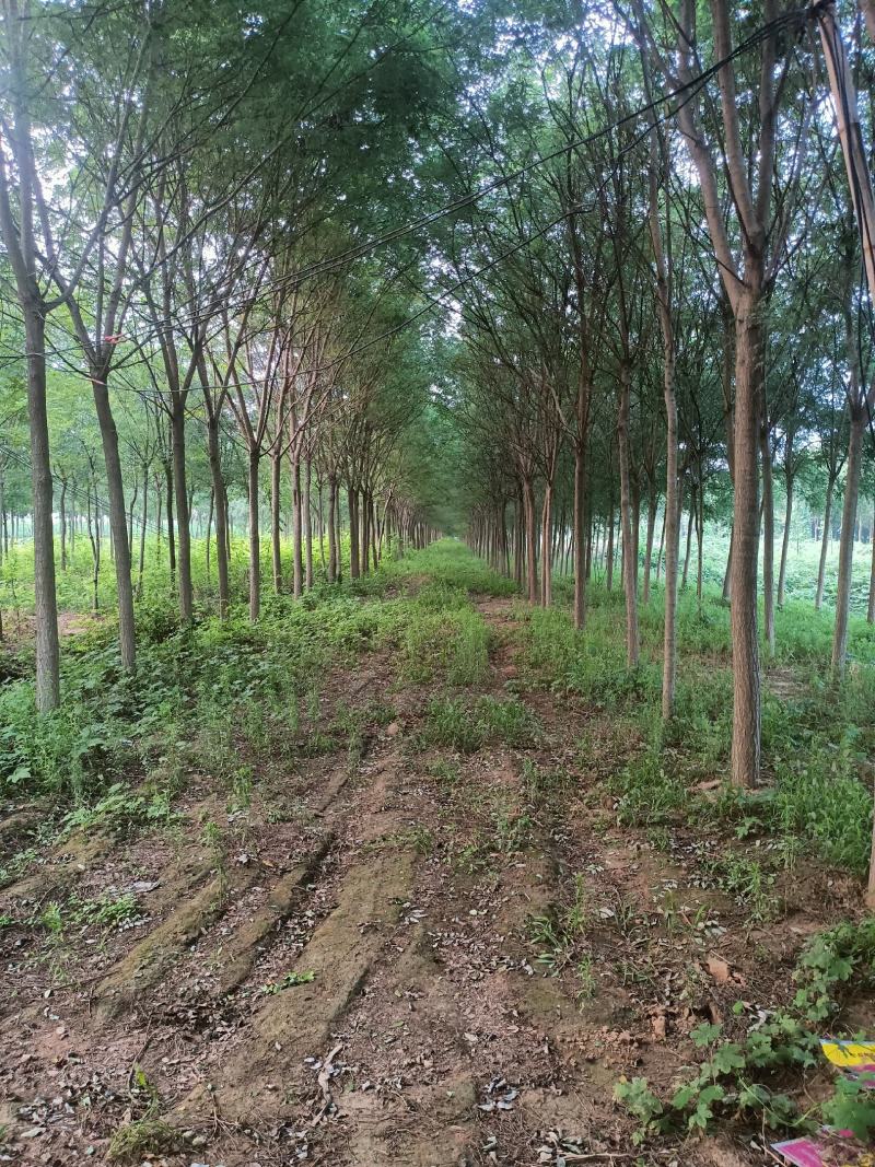 白蜡树，山东聊城冠县绿化树，占地果树，可视频看货