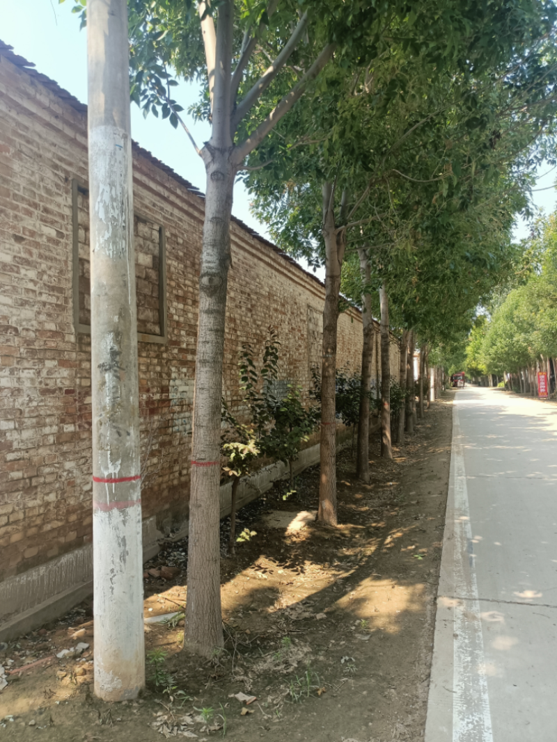 白蜡树，山东聊城冠县绿化树，占地果树，可视频看货