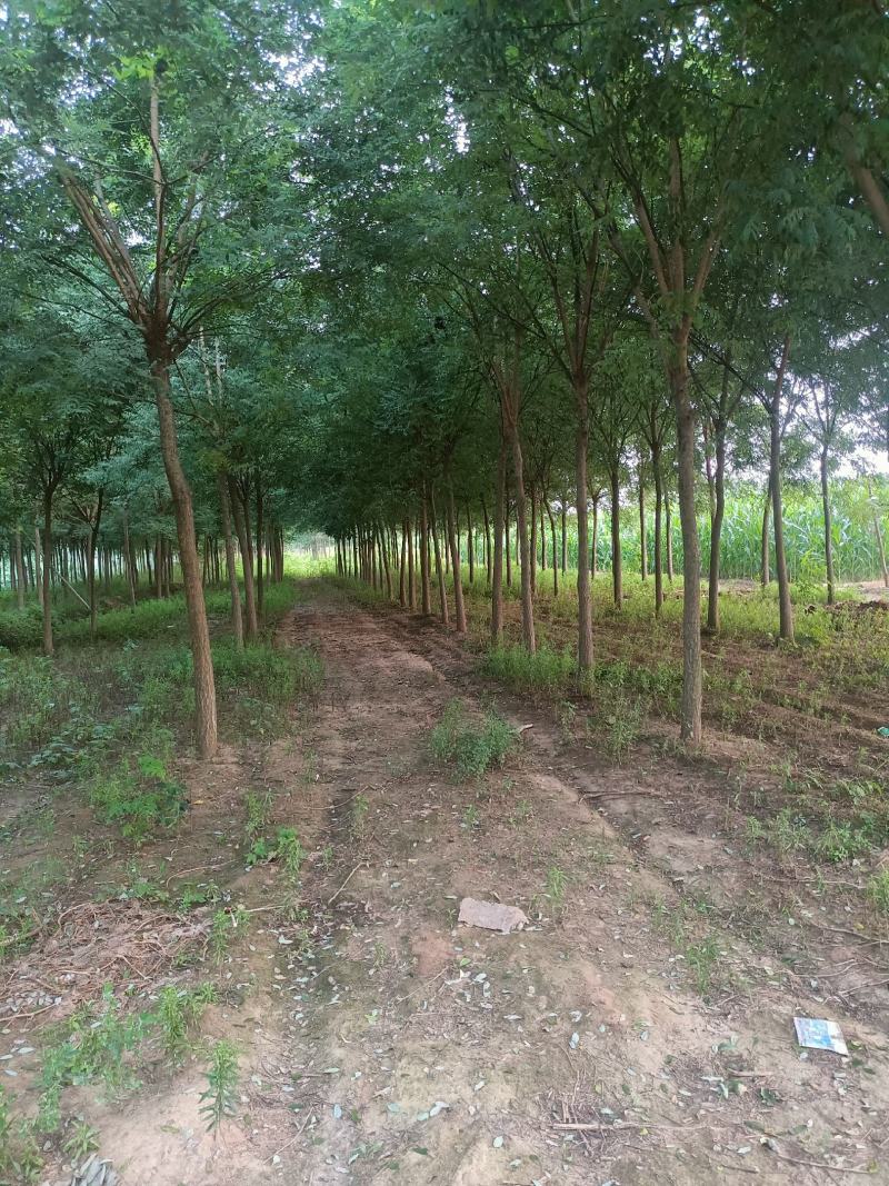 白蜡树，山东聊城冠县绿化树，占地果树，可视频看货