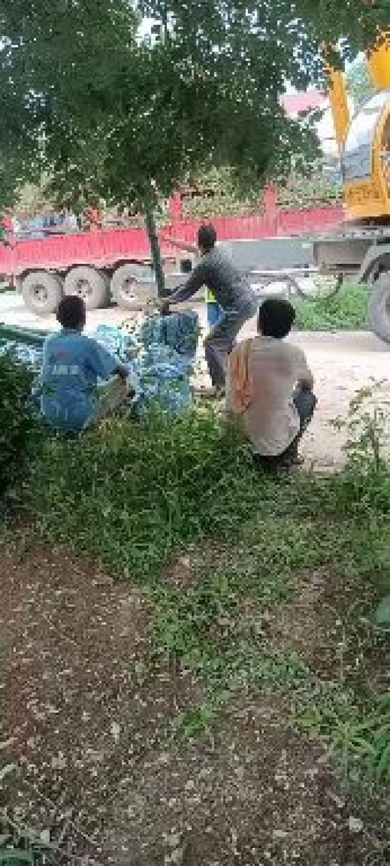白蜡树，山东聊城冠县绿化树，占地果树，可视频看货