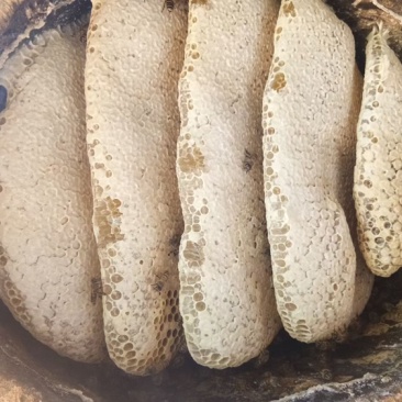 [标题]云南西双版纳.***蜂蜜对接电商加工厂