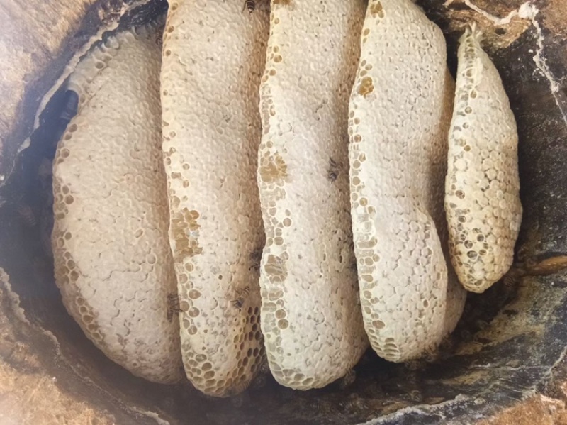 [标题]云南西双版纳.***蜂蜜对接电商加工厂