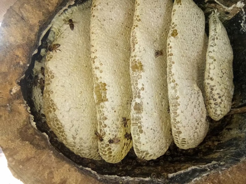 [标题]云南西双版纳.***蜂蜜对接电商加工厂