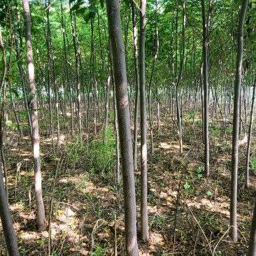 1-8公分苦楝50万棵，量大从优！诚信第一！