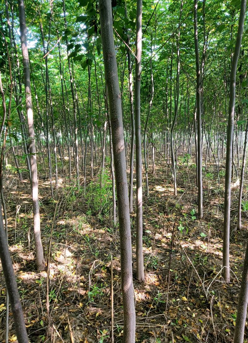 1-8公分苦楝50万棵，量大从优！诚信第一！
