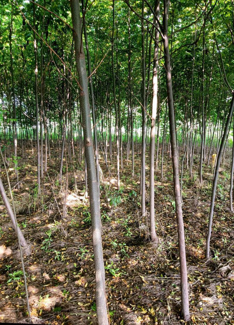 1-8公分苦楝50万棵，量大从优！诚信第一！