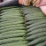 【精品】油亮密刺黄瓜山东大量上市产地直供货源充足！