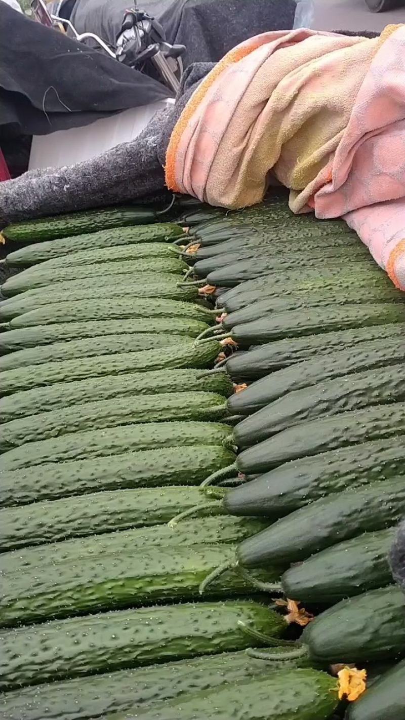 【精品】油亮密刺黄瓜山东大量上市产地直供货源充足！